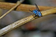 Flesh Fly