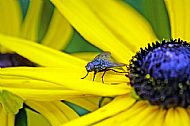 Flesh Fly