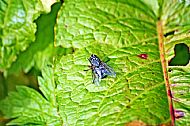 Flesh Fly
