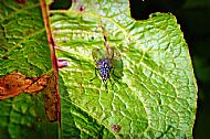 Flesh Fly