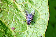 Flesh Fly