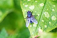 Flesh Fly