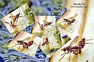 Marsh Fly