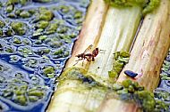 Marsh Fly