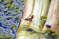 Marsh Fly