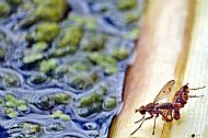 Marsh Fly