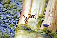 Marsh Fly