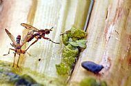 Marsh Fly