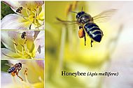 Honey Bee