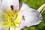 Honey Bee