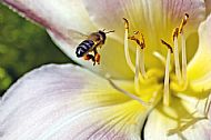 Honey Bee