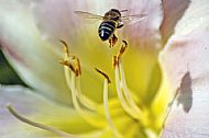 Honey Bee