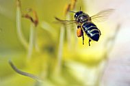 Honey Bee