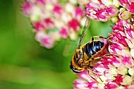 Honey Bee