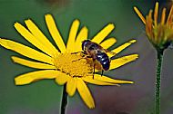 Honey Bee