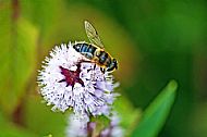 Honey Bee