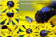 Marmalade Hoverfly
