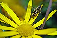 Marmalade Hoverfly