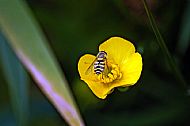 Marmalade Hoverfly