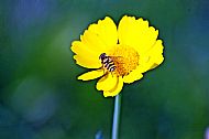 Marmalade Hoverfly
