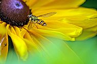 Marmalade Hoverfly