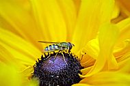 Marmalade Hoverfly