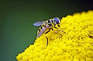 Marmalade Hoverfly