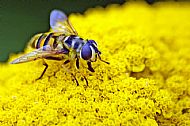Marmalade Hoverfly