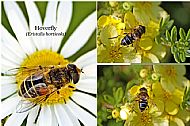 Hoverfly