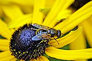 Hoverfly
