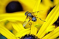 Hoverfly