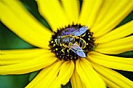 Hoverfly