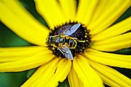 Hoverfly