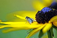 Hoverfly
