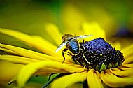 Hoverfly