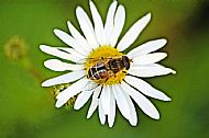 Hoverfly