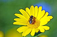 Hoverfly