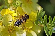 Hoverfly
