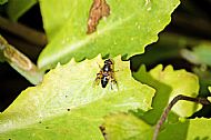 Hoverfly