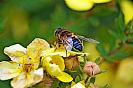 Hoverfly