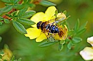 Hoverfly