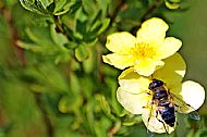 Hoverfly