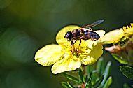 Hoverfly