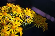 Hoverfly