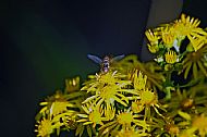 Hoverfly