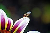 Hoverfly
