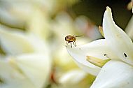 Hoverfly