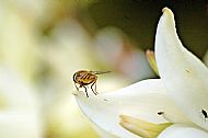 Hoverfly