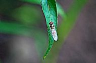 Hoverfly