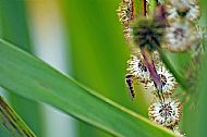 Hoverfly